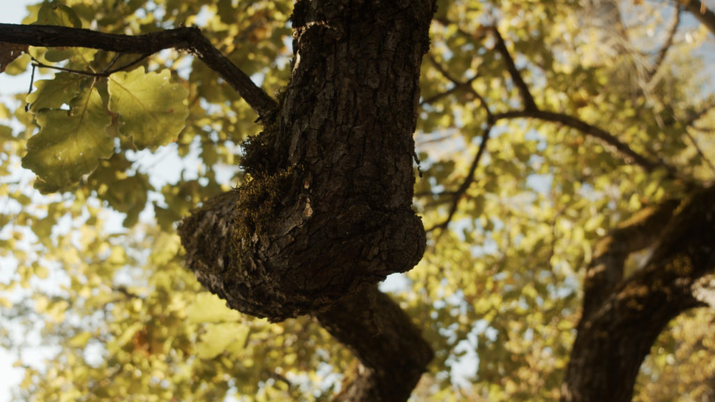 Herbstgold